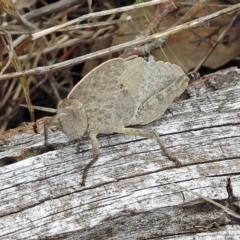 Goniaea australasiae (Gumleaf grasshopper) at Paddys River, ACT - 14 Dec 2017 by RodDeb