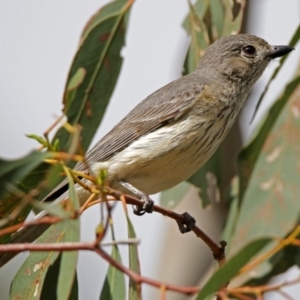 Pachycephala rufiventris at Paddys River, ACT - 14 Dec 2017