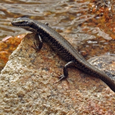 Eulamprus heatwolei (Yellow-bellied Water Skink) at Paddys River, ACT - 13 Dec 2017 by RodDeb