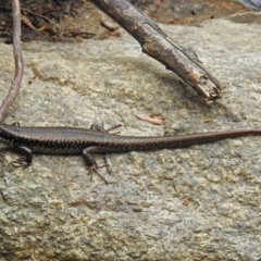 Eulamprus heatwolei at Paddys River, ACT - 14 Dec 2017