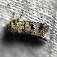 Thoracolopha verecunda (A Noctuid moth (Acronictinae)) at O'Connor, ACT - 8 Dec 2017 by ibaird