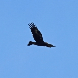 Aquila audax at Tharwa, ACT - 14 Dec 2017