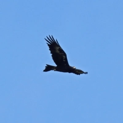 Aquila audax (Wedge-tailed Eagle) at Tharwa, ACT - 13 Dec 2017 by RodDeb