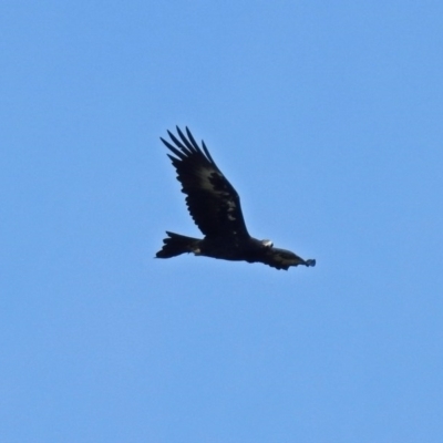 Aquila audax (Wedge-tailed Eagle) at Tharwa, ACT - 14 Dec 2017 by RodDeb