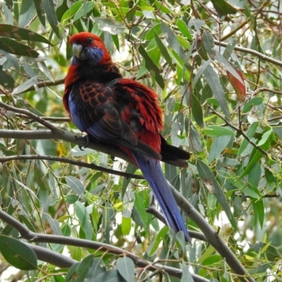 Platycercus elegans (Crimson Rosella) at Jerrabomberra Wetlands - 14 Dec 2017 by RodDeb