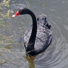 Cygnus atratus (Black Swan) at Fyshwick, ACT - 14 Dec 2017 by RodDeb