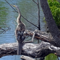 Anhinga novaehollandiae (Australasian Darter) at Fyshwick, ACT - 15 Dec 2017 by RodDeb