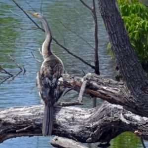 Anhinga novaehollandiae at Fyshwick, ACT - 15 Dec 2017