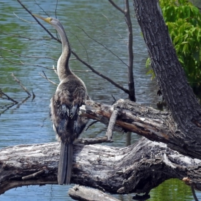 Anhinga novaehollandiae (Australasian Darter) at Fyshwick, ACT - 14 Dec 2017 by RodDeb