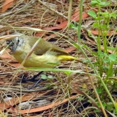 Acanthiza chrysorrhoa (Yellow-rumped Thornbill) at Fyshwick, ACT - 15 Dec 2017 by RodDeb