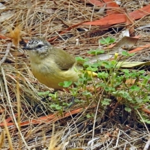 Acanthiza chrysorrhoa at Fyshwick, ACT - 15 Dec 2017