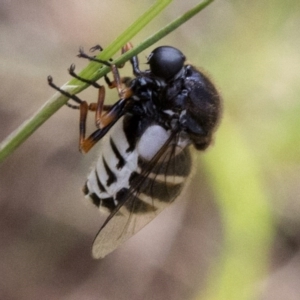 Ogcodes basalis at Cotter River, ACT - 15 Dec 2017