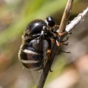 Ogcodes basalis at Cotter River, ACT - 15 Dec 2017