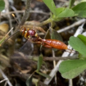 Labium sp. (genus) at Brindabella, ACT - 15 Dec 2017 03:05 PM