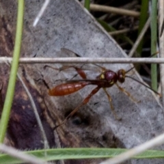 Labium sp. (genus) at Brindabella, ACT - 15 Dec 2017 03:05 PM