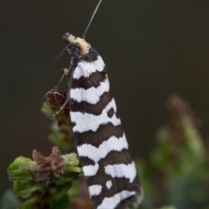 Technitis amoenana at Brindabella, ACT - 15 Dec 2017