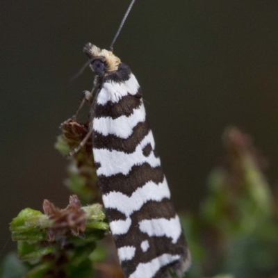 Technitis amoenana (A tortrix or leafroller moth) at Brindabella, ACT - 15 Dec 2017 by JudithRoach