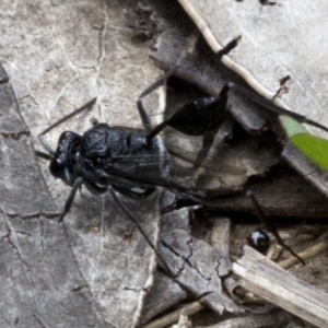 Acanthinevania sp. (genus) at Bimberi Nature Reserve - 15 Dec 2017