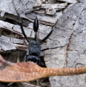 Acanthinevania sp. (genus) at Bimberi Nature Reserve - 15 Dec 2017