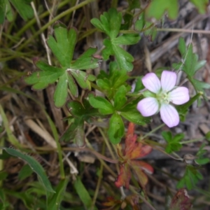 Geranium potentilloides at Wamboin, NSW - 19 Nov 2017