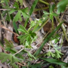 Geranium potentilloides at Wamboin, NSW - 19 Nov 2017