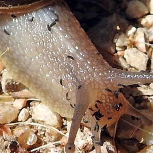 Hypogastrura sp. (genus) at Fyshwick, ACT - 15 Dec 2017