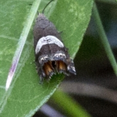 Grapholita zapyrana (A tortrix moth) at Bimberi Nature Reserve - 15 Dec 2017 by JudithRoach