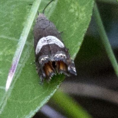 Grapholita zapyrana (A tortrix moth) at Brindabella, ACT - 15 Dec 2017 by JudithRoach