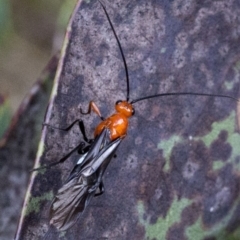 Braconidae (family) (Unidentified braconid wasp) at Brindabella, ACT - 15 Dec 2017 by JudithRoach