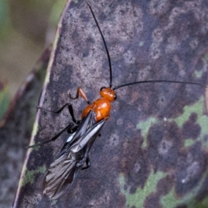 Braconidae (family) at Brindabella, ACT - 15 Dec 2017