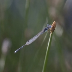 Austrolestes leda (Wandering Ringtail) at Illilanga & Baroona - 9 Dec 2017 by Illilanga