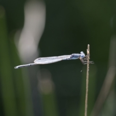 Austrolestes leda at Michelago, NSW - 9 Dec 2017