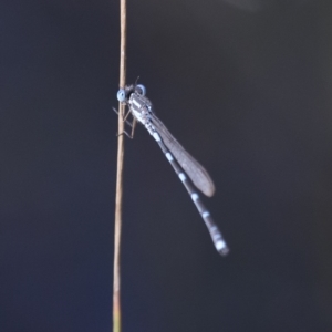 Austrolestes leda at Michelago, NSW - 9 Dec 2017 05:22 PM