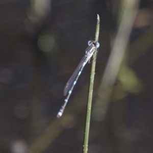 Austrolestes leda at Michelago, NSW - 9 Dec 2017 05:22 PM