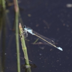 Ischnura heterosticta (Common Bluetail Damselfly) at Illilanga & Baroona - 9 Dec 2017 by Illilanga