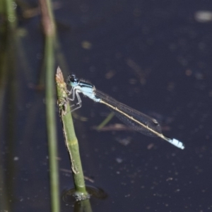 Ischnura heterosticta at Michelago, NSW - 9 Dec 2017 05:22 PM