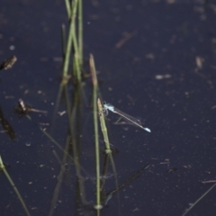 Ischnura heterosticta at Michelago, NSW - 9 Dec 2017 05:22 PM