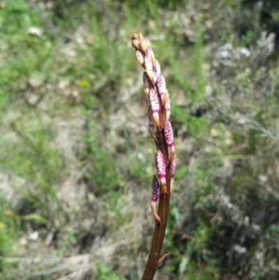 Dipodium sp. (A Hyacinth Orchid) at Deakin, ACT - 15 Dec 2017 by nathkay