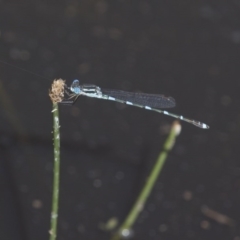 Austrolestes leda (Wandering Ringtail) at Michelago, NSW - 22 Nov 2017 by Illilanga