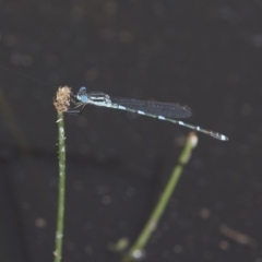 Austrolestes leda (Wandering Ringtail) at Michelago, NSW - 22 Nov 2017 by Illilanga