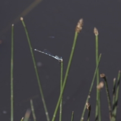 Austrolestes leda at Michelago, NSW - 22 Nov 2017