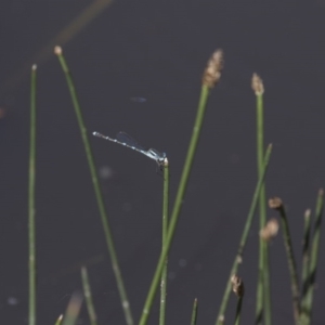 Austrolestes leda at Michelago, NSW - 22 Nov 2017