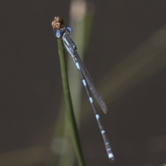 Austrolestes leda at Michelago, NSW - 22 Nov 2017 02:50 PM