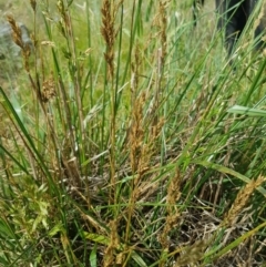 Lolium arundinaceum (Tall Fescue) at Griffith Woodland - 15 Dec 2017 by ianandlibby1