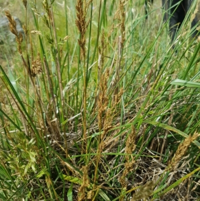 Lolium arundinaceum (Tall Fescue) at Griffith Woodland - 15 Dec 2017 by ianandlibby1