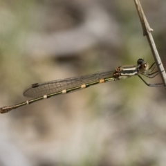 Austrolestes leda (Wandering Ringtail) at Illilanga & Baroona - 12 Nov 2017 by Illilanga