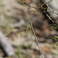 Austrolestes leda at Michelago, NSW - 12 Nov 2017 02:24 PM