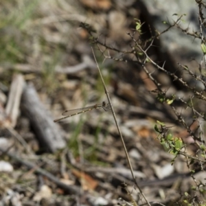 Austrolestes leda at Michelago, NSW - 12 Nov 2017 02:24 PM