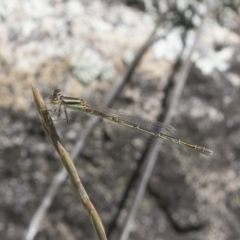 Ischnura aurora (Aurora Bluetail) at Michelago, NSW - 12 Nov 2017 by Illilanga