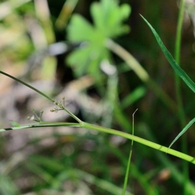 Gingidia harveyana (Slender Gingidia) at Bolaro, NSW - 30 Nov 2017 by DavidMcKay